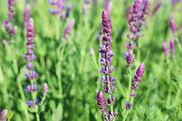 Beautiful spring flowers in the garden