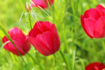 Red tulips in the garden, close up
