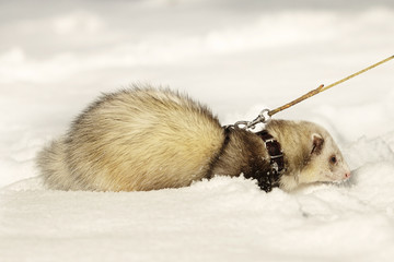 Ferret on leash posing and enjoying winter time in park