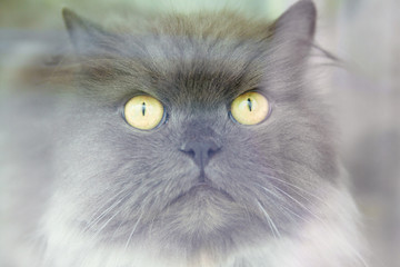 Fototapeta premium gloomy gray cat behind the window