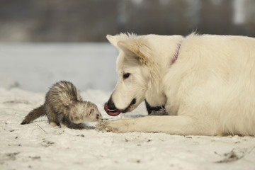 Swiss white shepherd taking care of ferret