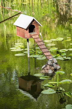 Turtles 