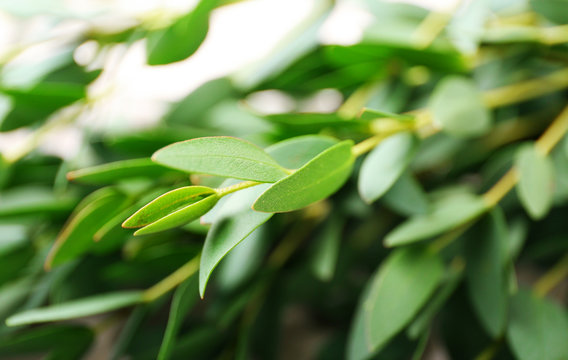 Green eucalyptus branch, closeup