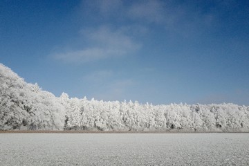 Winterwald mit Raureif