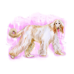 Watercolor portrait of Afghan Hound breed dog isolated on pink background. Hand drawn sweet pet. Bright colors, realistic look. Greeting card design. Clip art