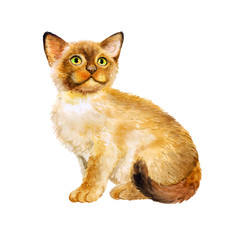 Watercolor portrait of Sacred birman kitten, Sacred cat of Burma isolated on white background. Hand drawn sweet home pet. Bright colors, realistic look. Emerald eyes. Greeting card design. Clip art - 132888290