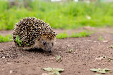 hedgehog in the grass