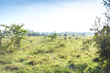 Savannah landscape with some zebras grazing