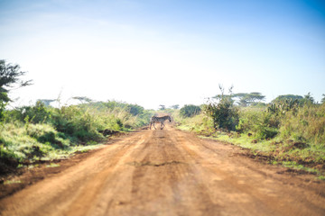 Fototapeta na wymiar Zebras crossing an african dirt, red road through savanna