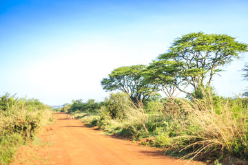 Impala antelope crossing an african dirt, red road through savan