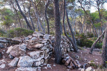  Pines of the Mondrago Natural Park 