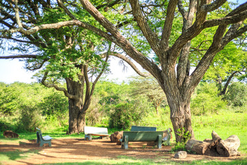 Eating and resting place under a huge african tree