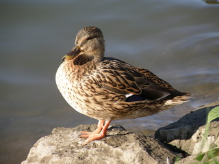 duck