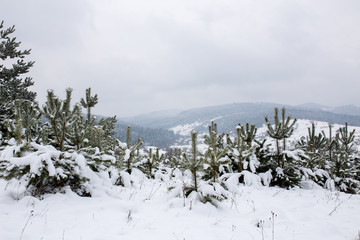 Winter landscape in mountains