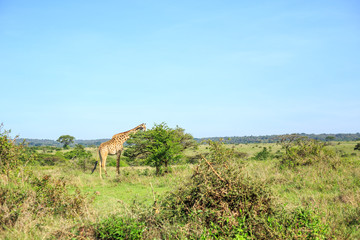 Naklejka na ściany i meble Giraffe in Nairobi National Park, Kenya