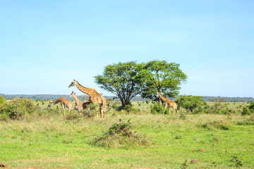 Family of giraffes in Nairobi National Park, Kenya