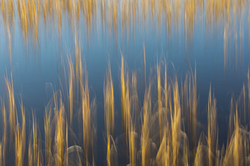 Fototapeta premium reeds in water