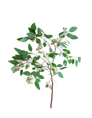 Branch of eucalyptus populus on white background