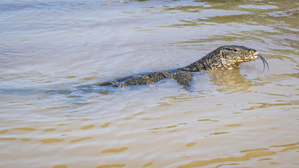 Water monitor