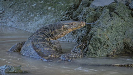 Water monitor