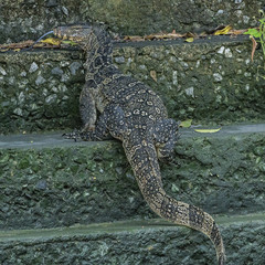 Water monitor