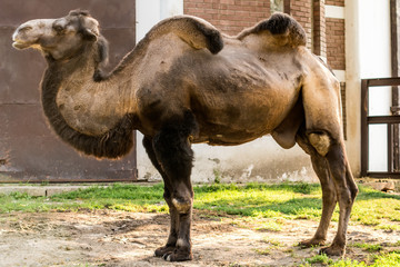 Camel 