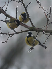 Tomtits on the branch in winter