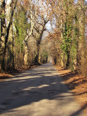 Fototapeta na wymiar Strada nel bosco in versione invernale