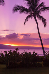 Palm trees silhouetted at Sunset in Maui