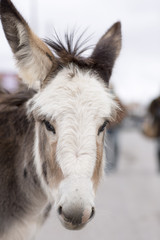 Obraz na płótnie Canvas Wild donkey is in a small town. Portrait of animal close-up. 