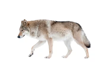 Foto op Plexiglas wolf geïsoleerd op een witte achtergrond © Mari_art