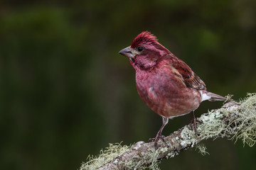 Purple Finch (Haemorhous purpureus)