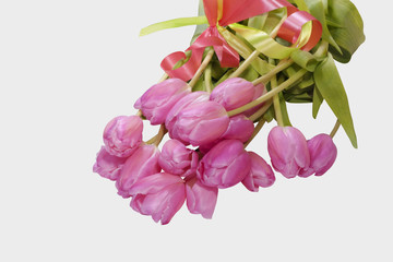 Bouquet of pink tulips with ribbon isolated with clipping path.