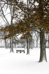 Park bench under snow covered trees with orange autumn leaves on