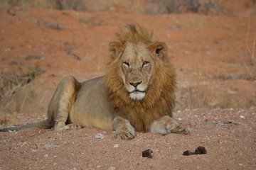Löwe im Krüger National Park