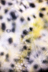 Perch skin seen through scales © Mps197