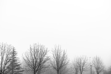 White foggy landscape sky with winter trees
