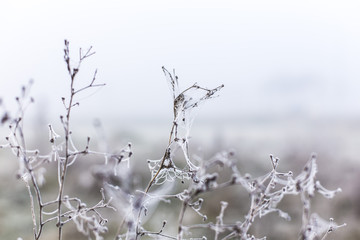 Frozen spiderwebs on a winter nature scene