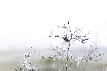 Icy frozen spiderwebs on a winter nature scene plant