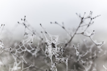 Frozen spiderwebs on a winter nature scene