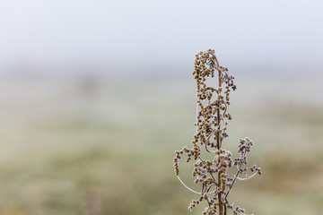 Spiderweb frozen on an isolated plant landscape