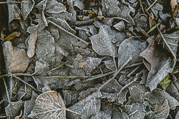 Many frozen leaves winter scene