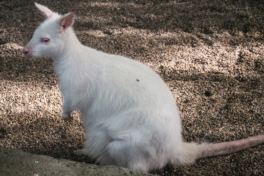 Cute White Joey