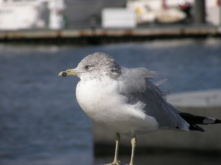 seagull