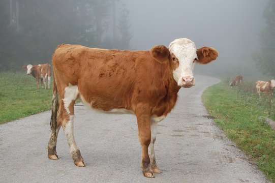 Kuh im Morgennebel 2