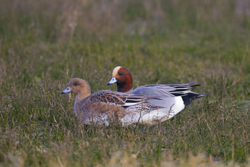Wigeon Anas penelope feeding on grass at the side of a creek