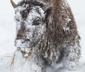 Bison calf ripping a mouthful of grass from the frozen ground in