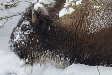 Cow bison covered with ice balls formed in the search for food. © mtnmichelle