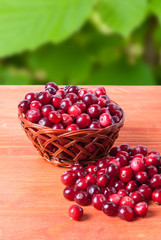 Red cranberries in a small basket on the forest background