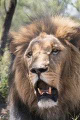 Obraz na płótnie Canvas Kalahari lion